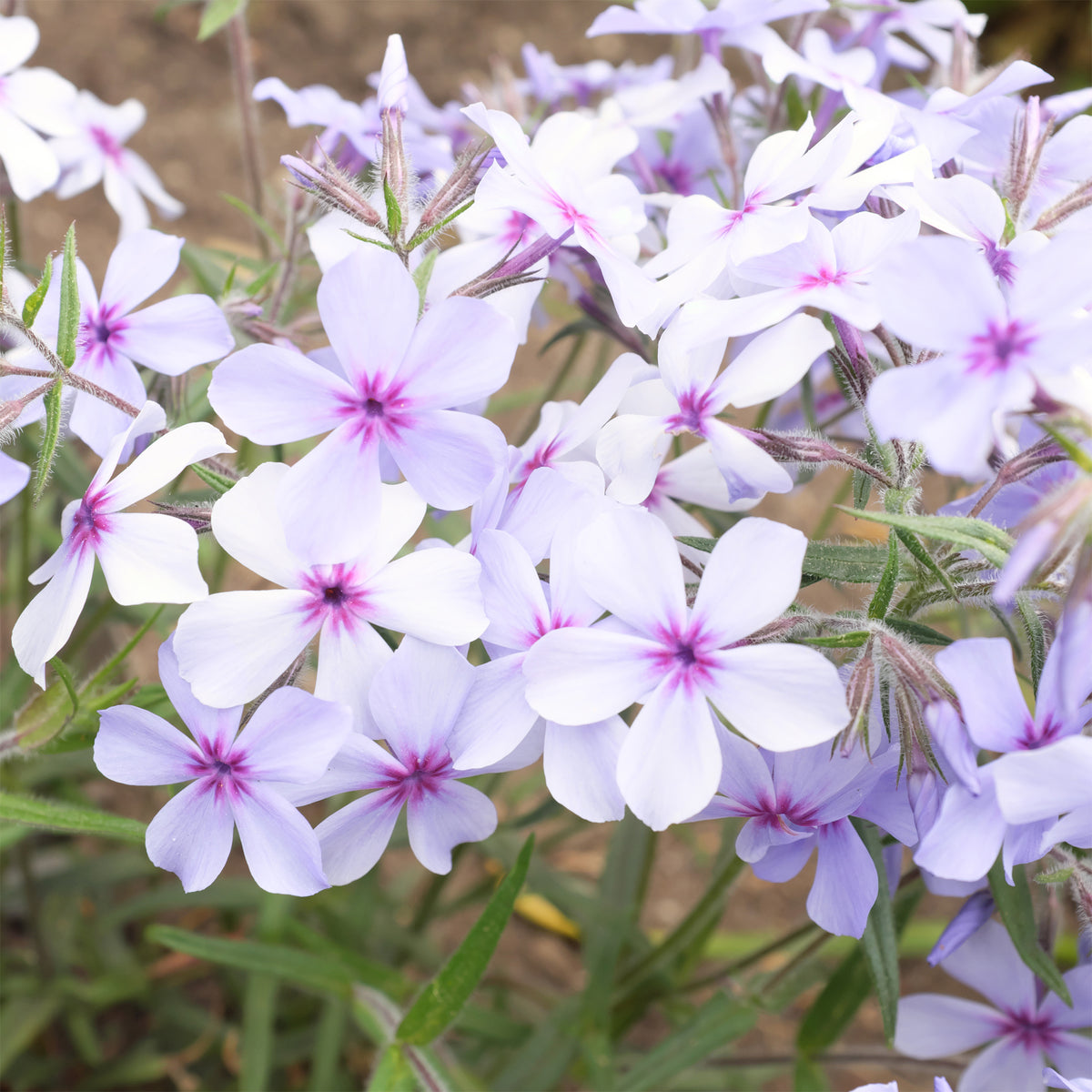 Phlox divaricata Chattahoochee - Willemse