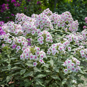 3 Phlox paniculé Europa