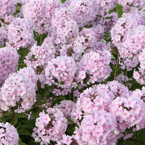 Phlox paniculé Rosa Pastel