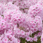 Phlox paniculé Rosa Pastel