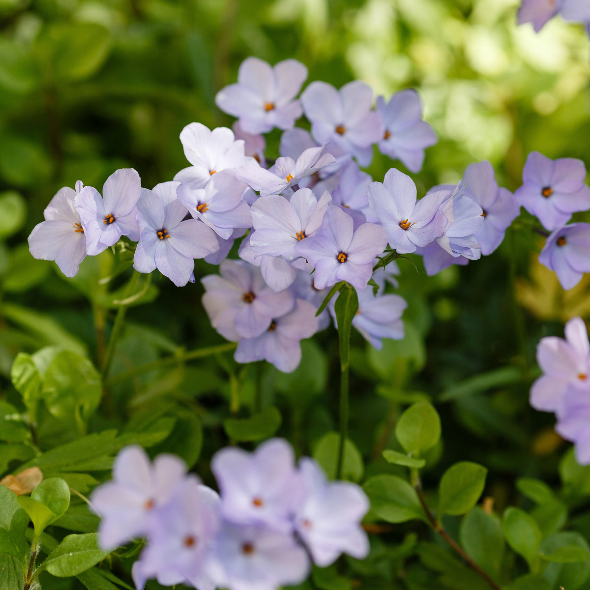 3 Phlox rampant Blue Ridge