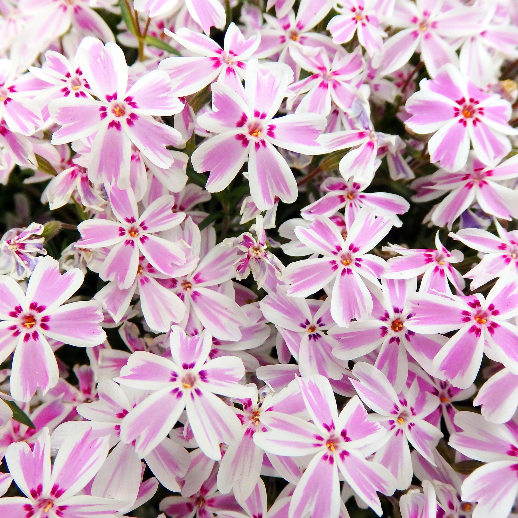 3 Phlox mousse Candy Stripes