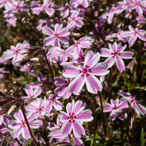 3 Phlox mousse Candy Stripes