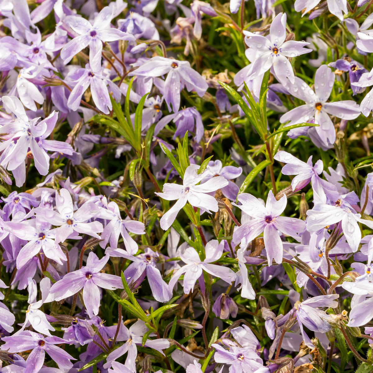 Phlox mousse G.F. Wilson