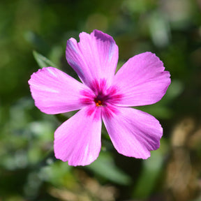 3 Phlox mousse McDaniel's Cushion