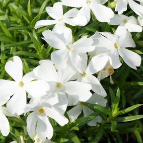 3 Phlox mousse White Delight