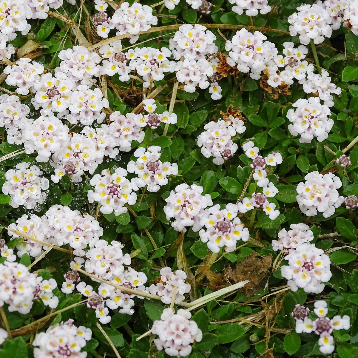 3 Verveine nodiflore Phyla rampant - Phyla nodiflora - Willemse