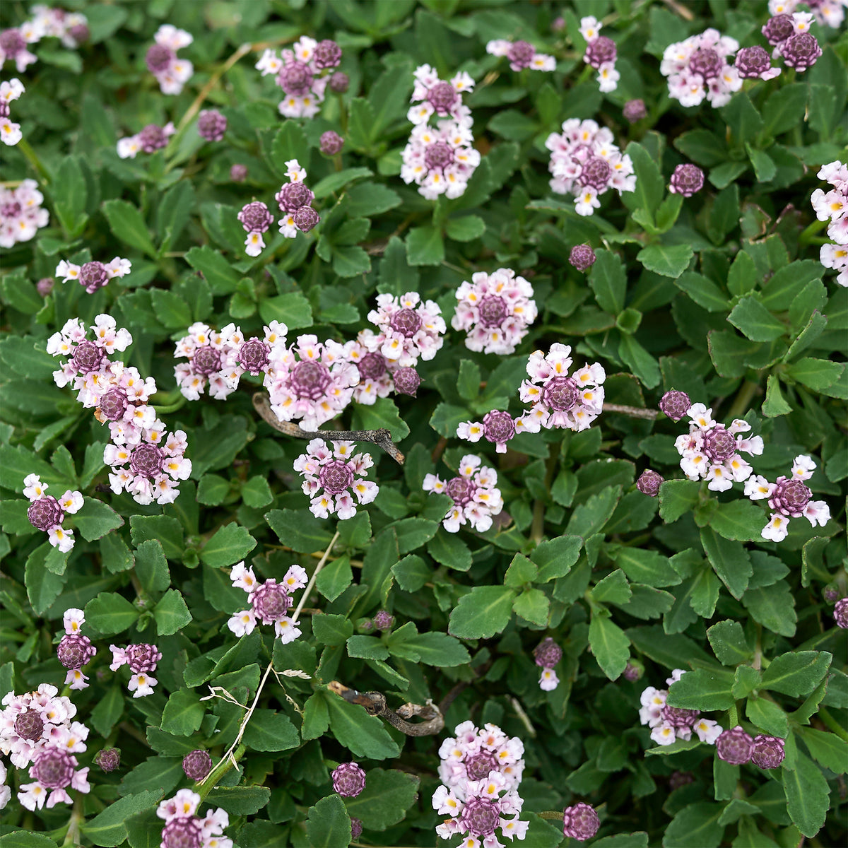 3 Verveine nodiflore Phyla rampant - Willemse