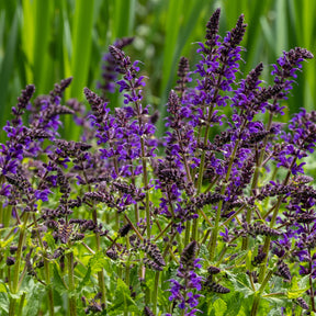 Sauge des bois Viola Klose