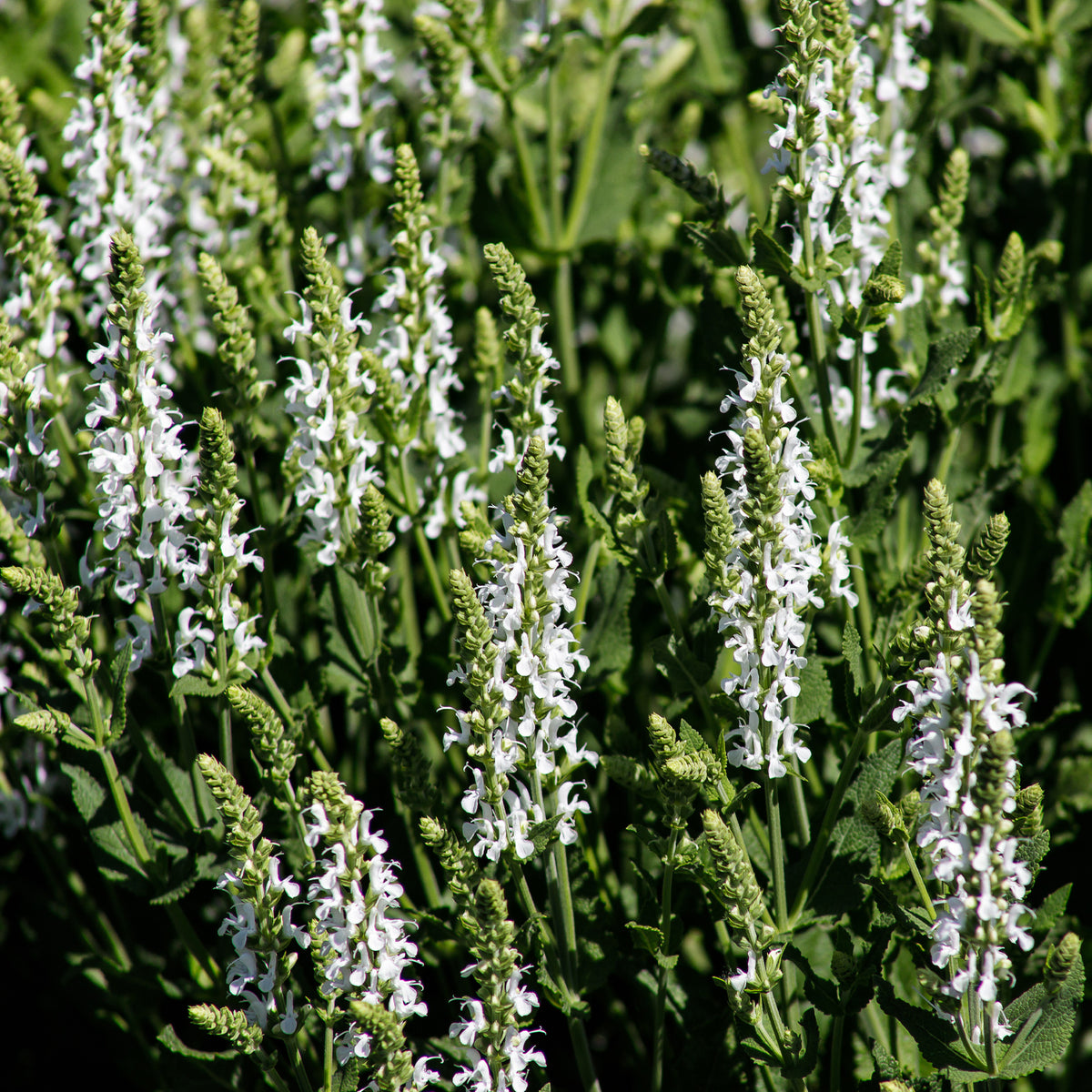 Sauge des prés Swan Lake - Salvia pratensis swan lake ( ballet series ) - Willemse