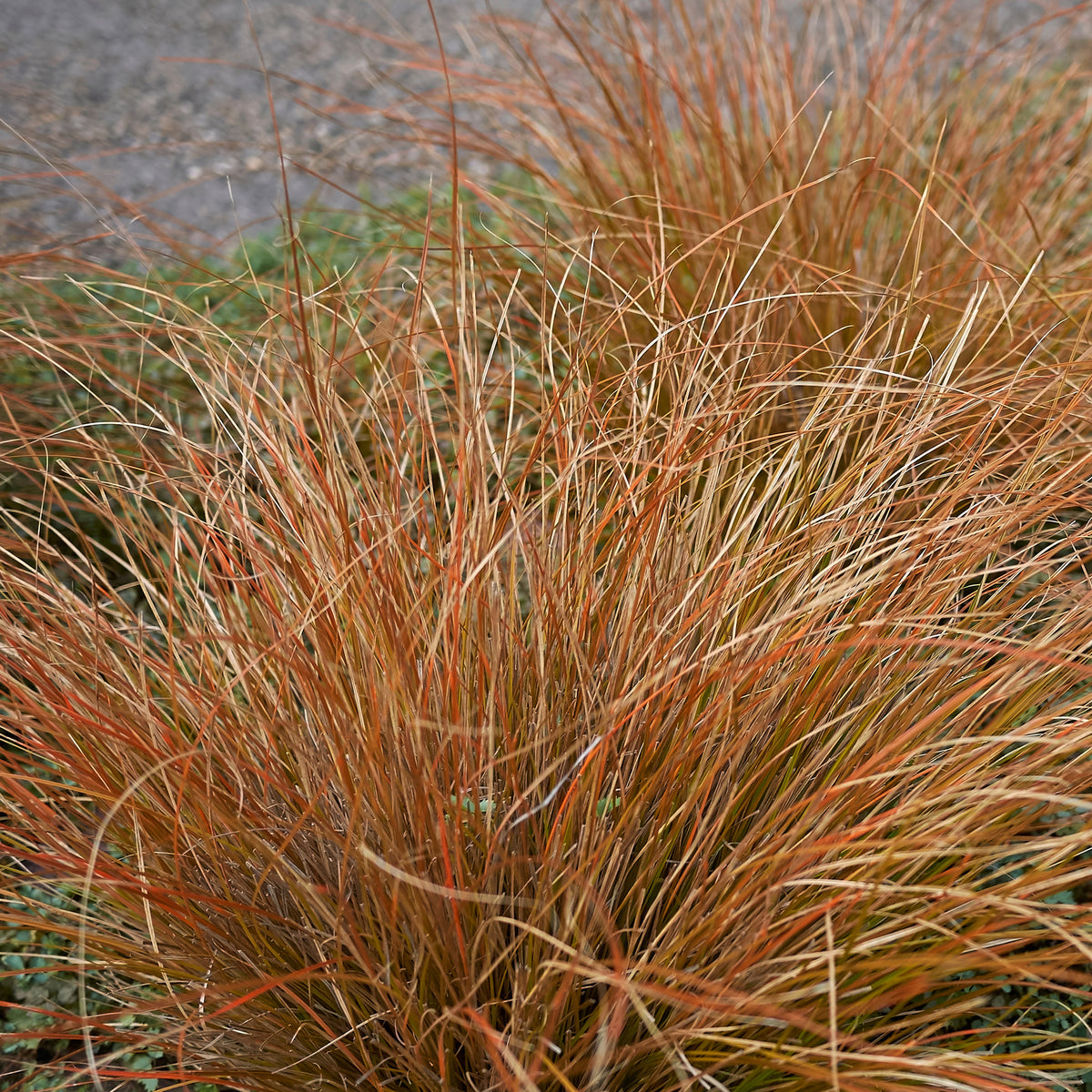 Laîche de Buchanan - Carex - Carex buchananii - Plantes