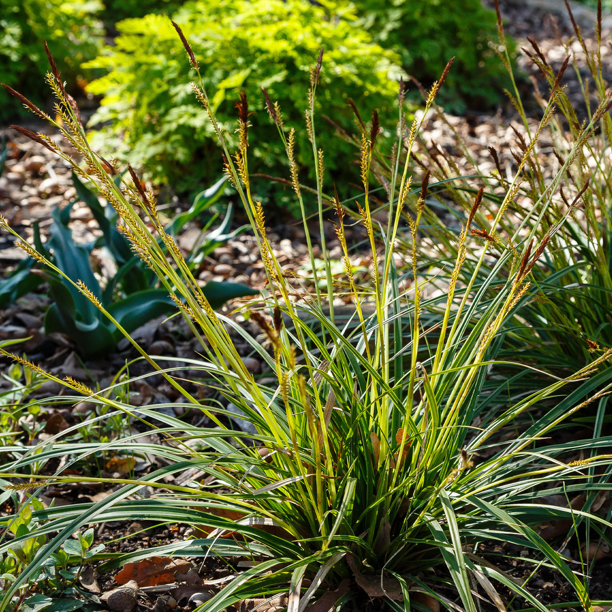 Laîche japonaise - Carex morrowii - Carex morrowii - Plantes