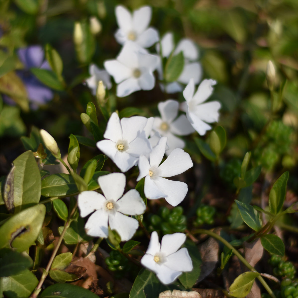 3 Petites pervenches blanches - Willemse