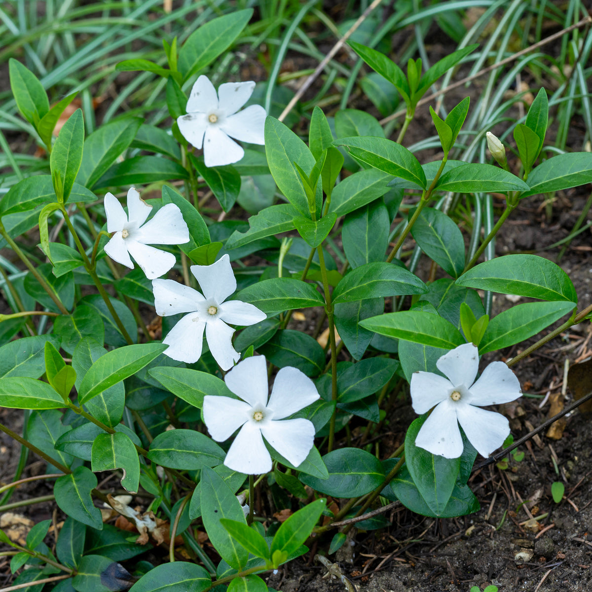 3 Petites pervenches blanches - Vinca minor alba - Willemse