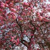 Pommier d'ornement Liset - Malus 'liset' - Plantes