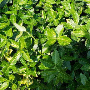 Fusain persistant Dart's Blanket - Euonymus fortunei dart's blanket - Plantes