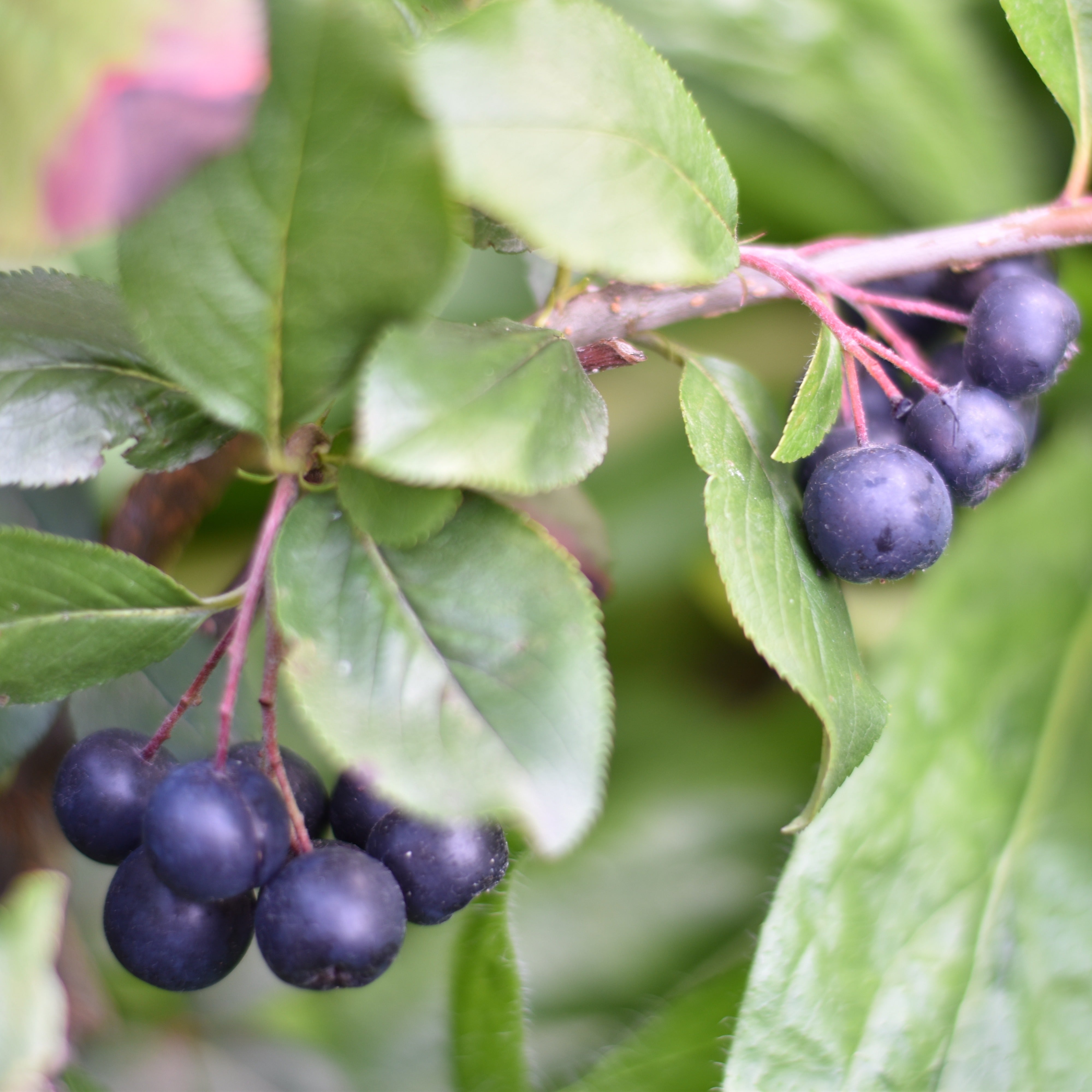 Aronia prunifolia Nero - Aronia prunifolia 'nero' - Arbustes