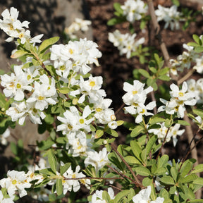 Exochorda macrantha The Bride - Exochorda macrantha 'the bride' - Plantes