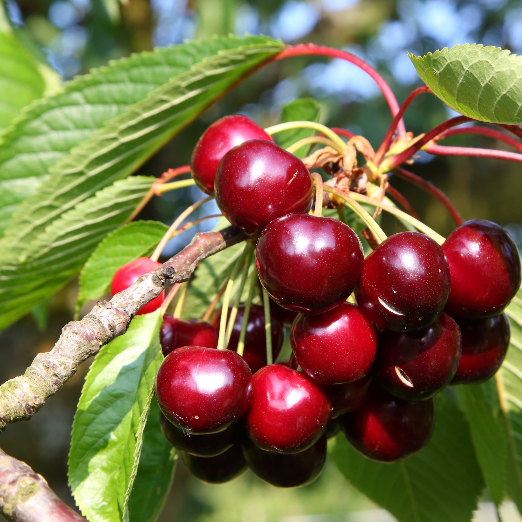 Collection de 3 mini-Cerisiers : Burlat, Van, Napoléon - Prunus avium van, napoleon, burlat - Mini fruitier