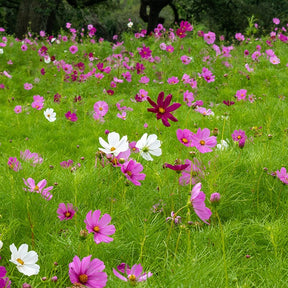 Cosmos Sensation en mélange