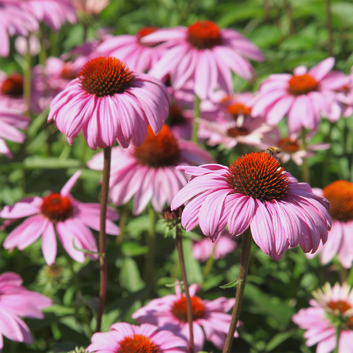 Rudbeckia pourpre - Echinacea - Willemse