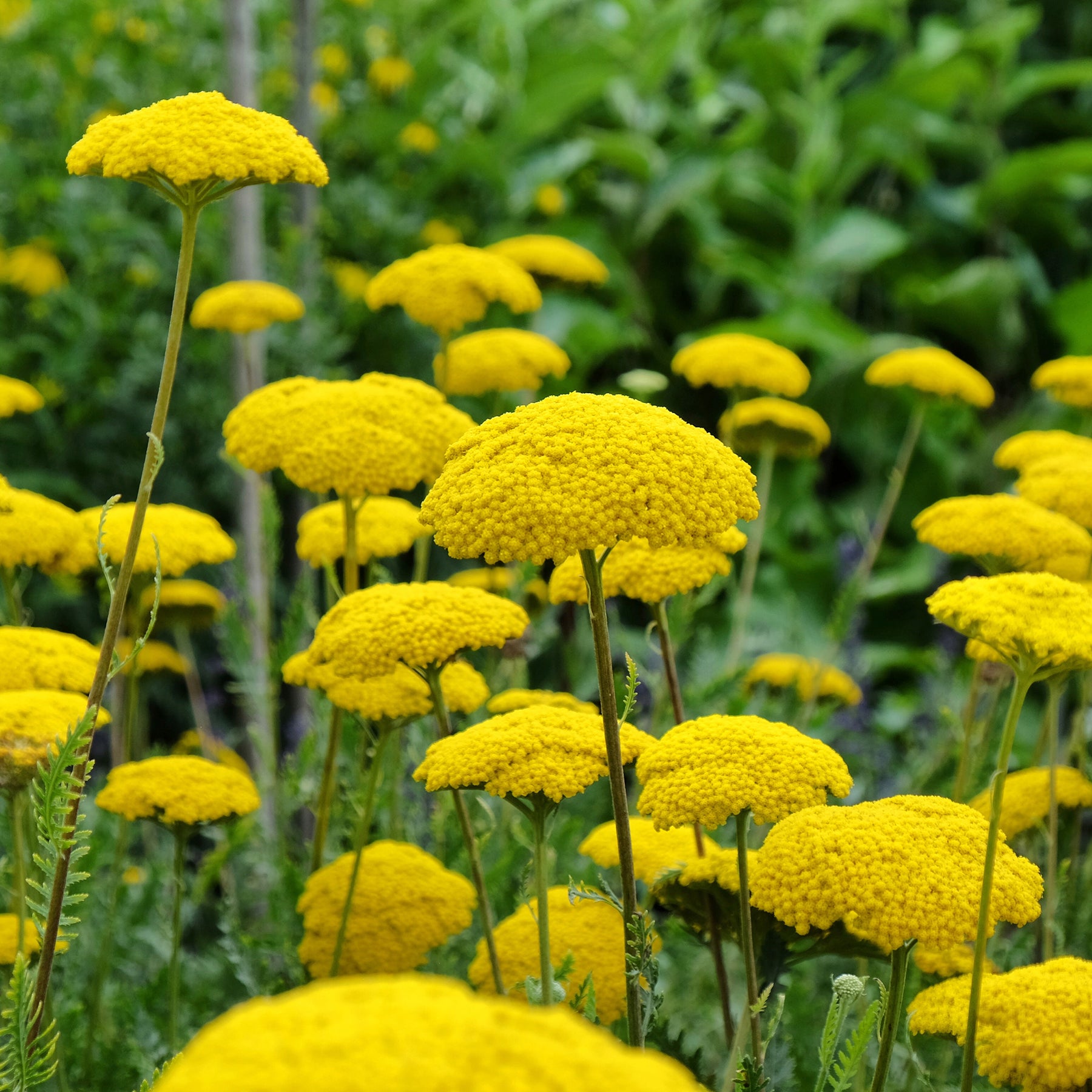 Achillée - Achillée Cloth Of Gold - Achillea filipendulina Cloth of Gold