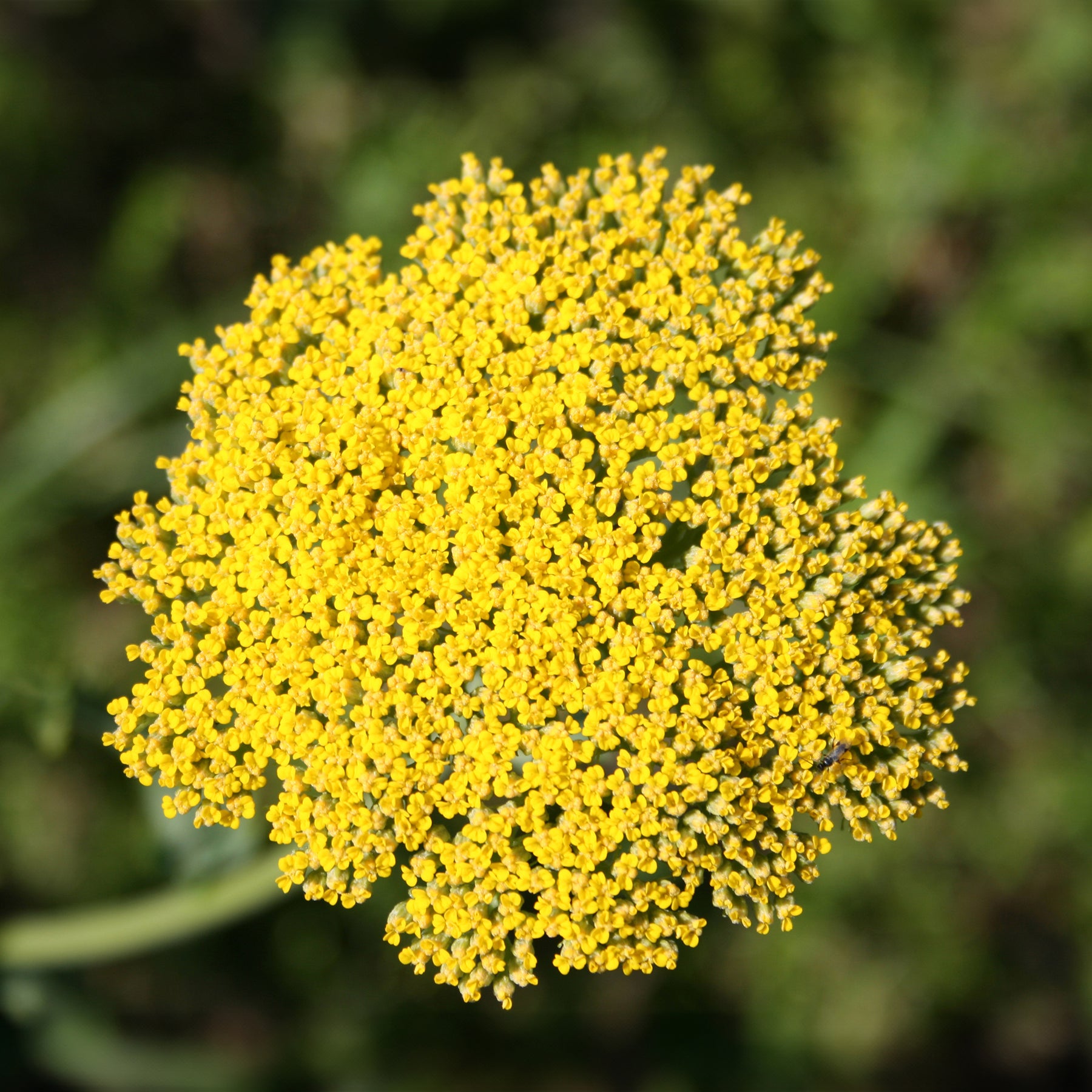 3 Achillées Cloth of Gold