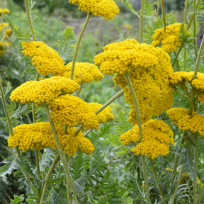 Achillea filipendulina Cloth of Gold - Achillée Cloth Of Gold - Achillée