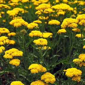 Vente Achillée Cloth Of Gold - Achillea filipendulina Cloth of Gold