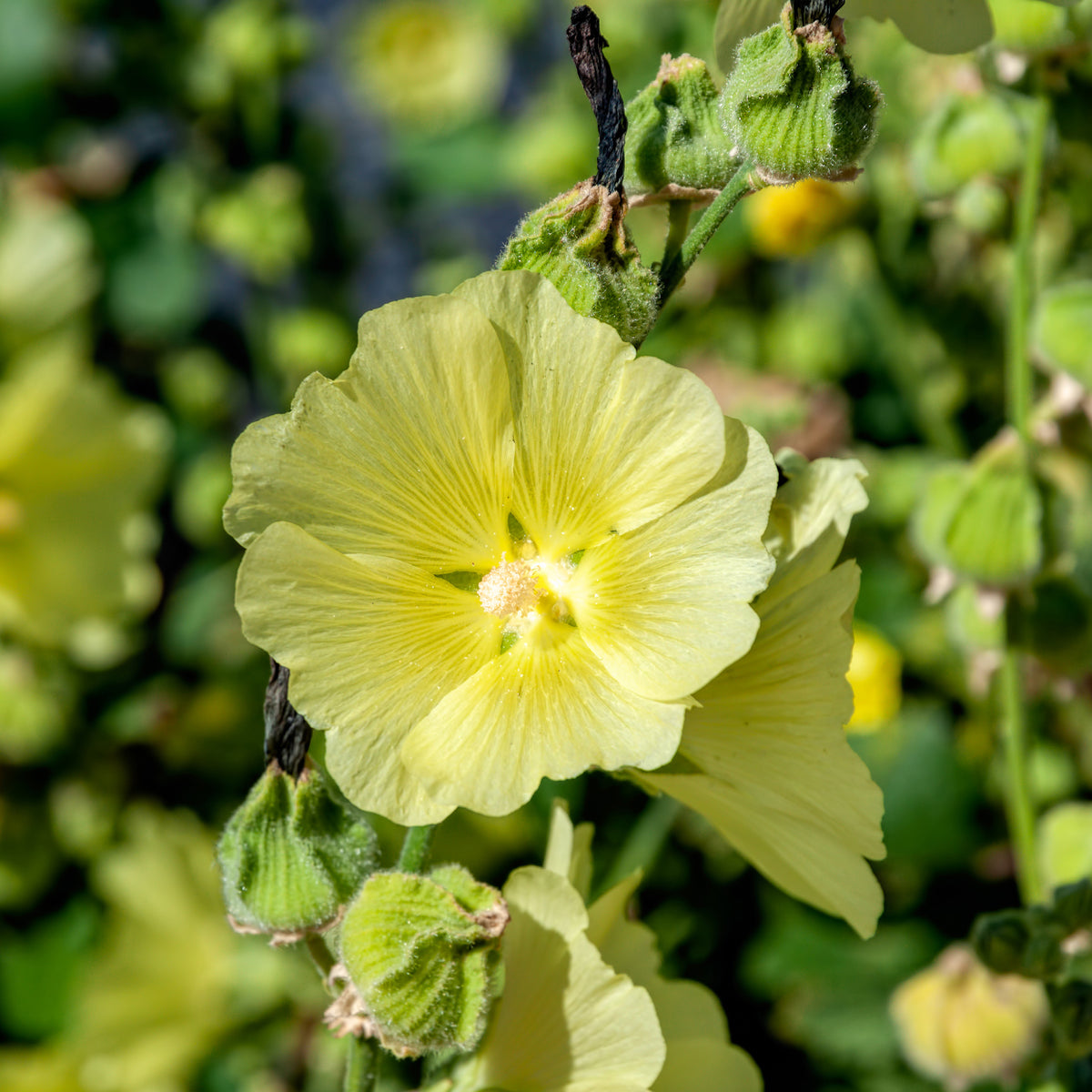 Rose trémière rugueuse jaune