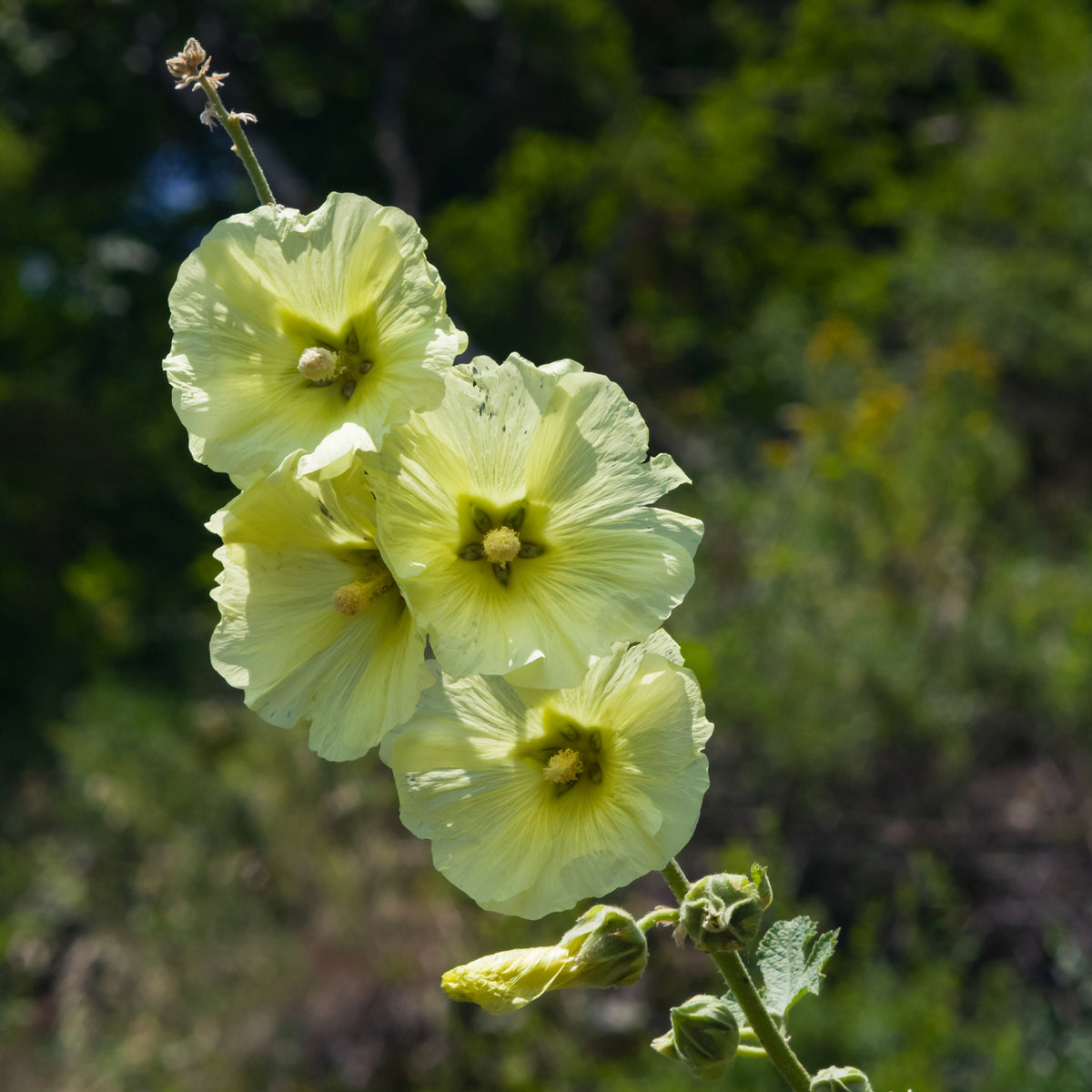 Rose trémière rugueuse jaune