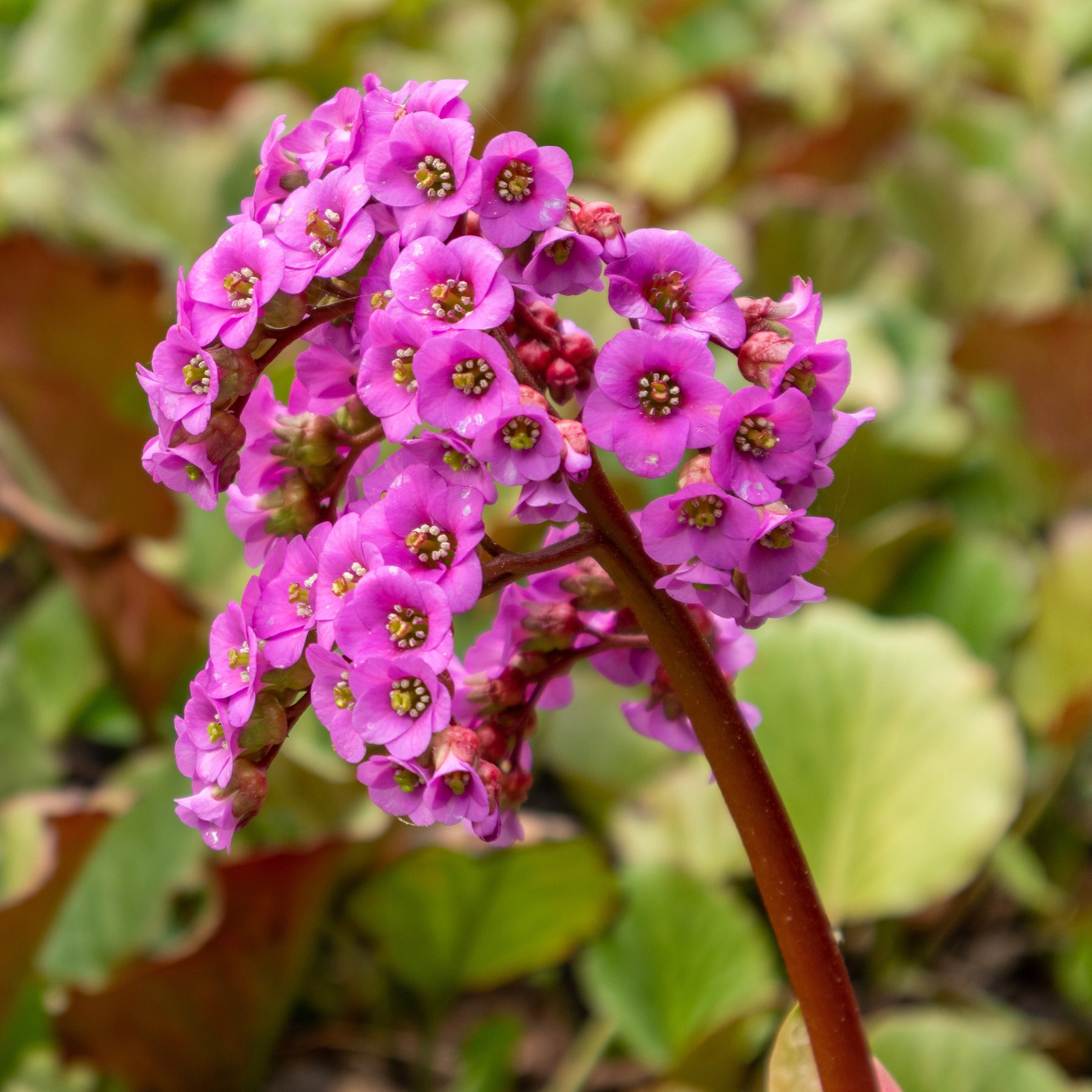 Bergénia pourpre