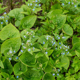 Buglosse de Sibérie