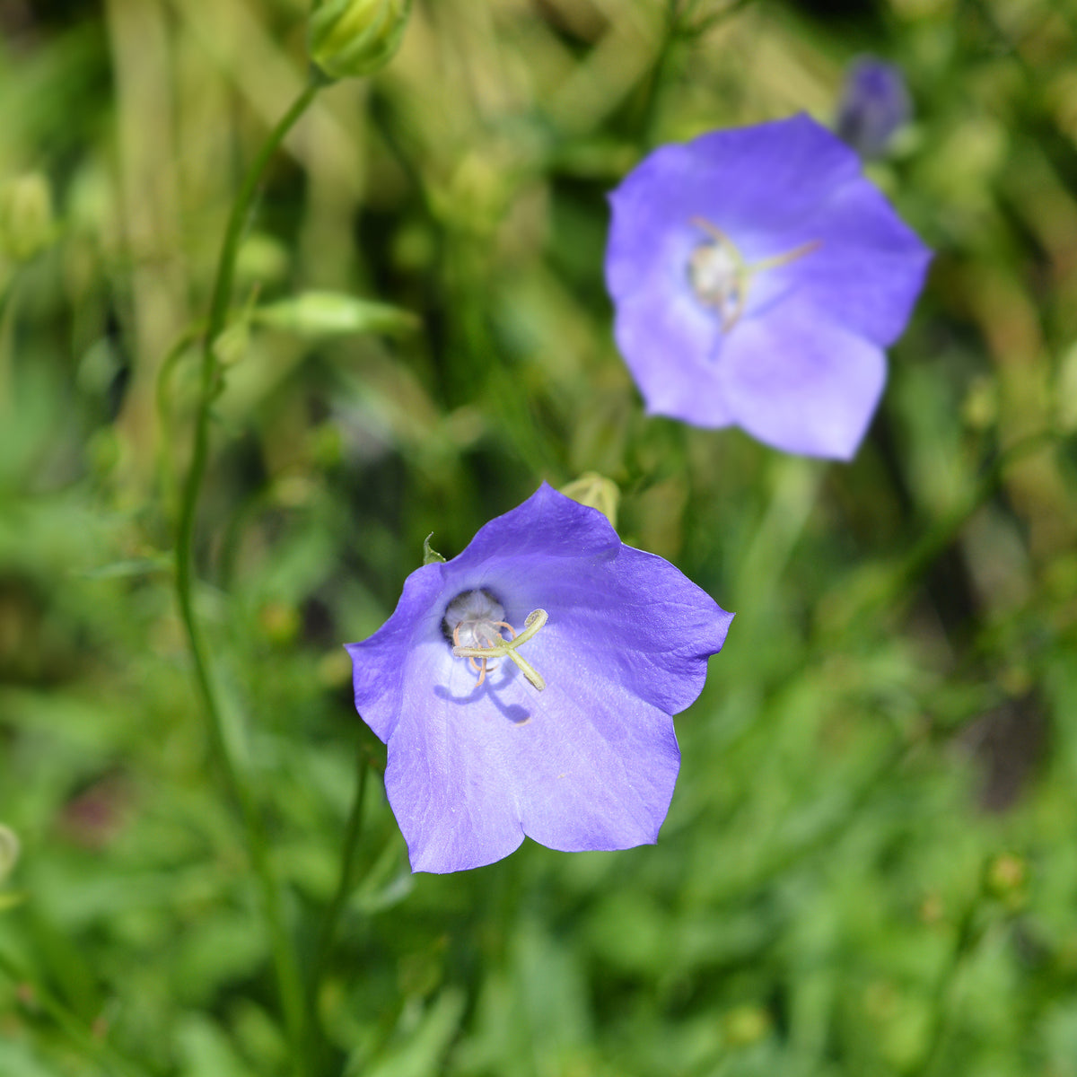 3 Campanules à feuilles de pêcher