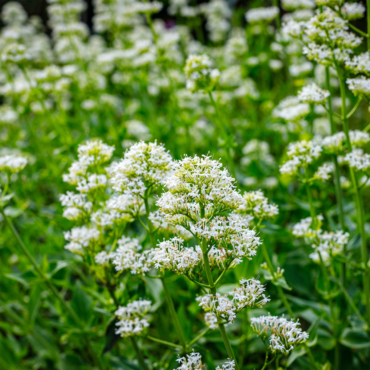 Valériane blanche - Centranthus ruber albus - Willemse