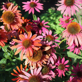 Rudbeckia pourpre Cheyenne Spirit - Echinacea