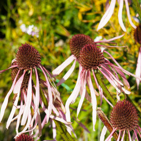 Rudbeckia pâle Hula Dancer - Echinacea