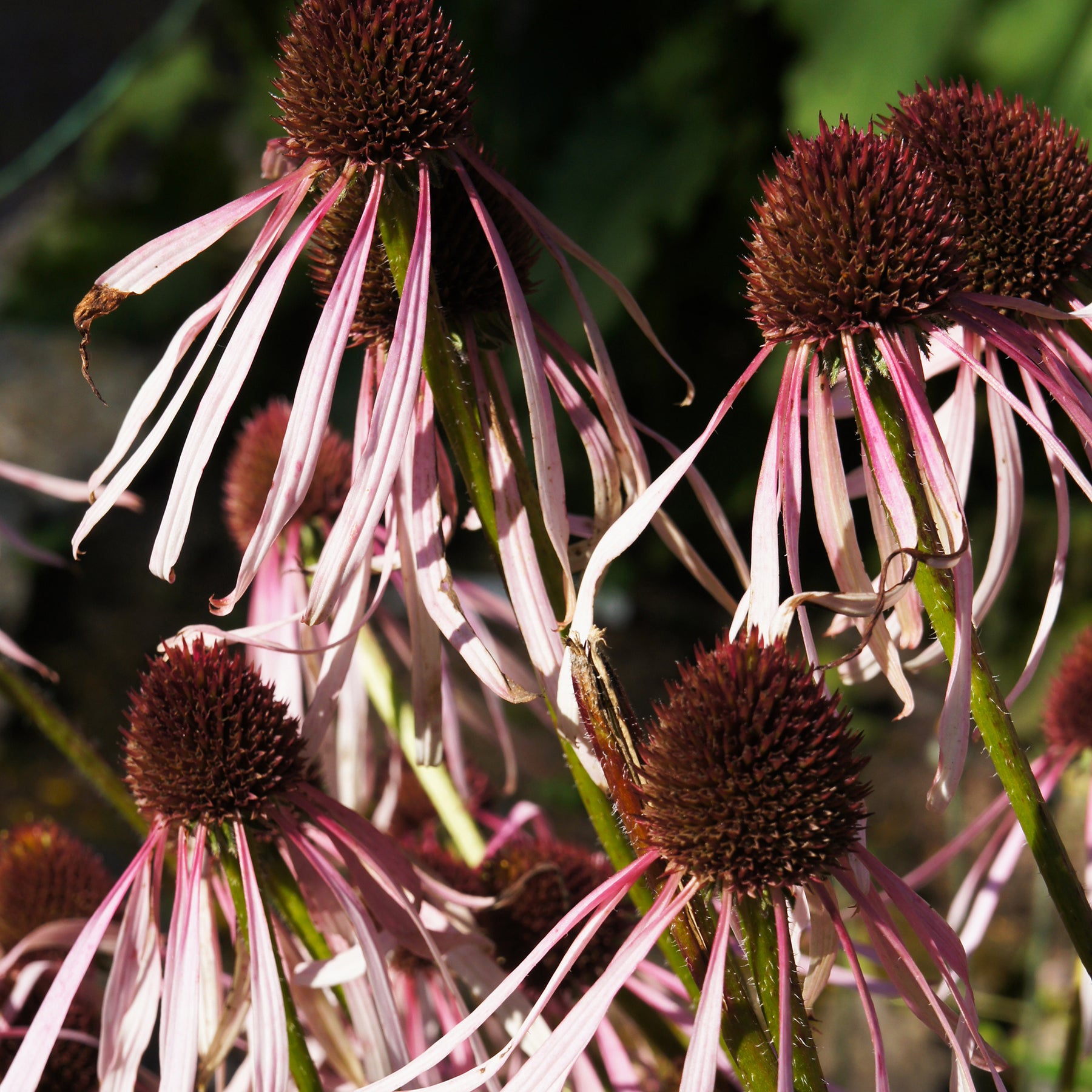 Rudbeckia pâle Hula Dancer - Echinacea