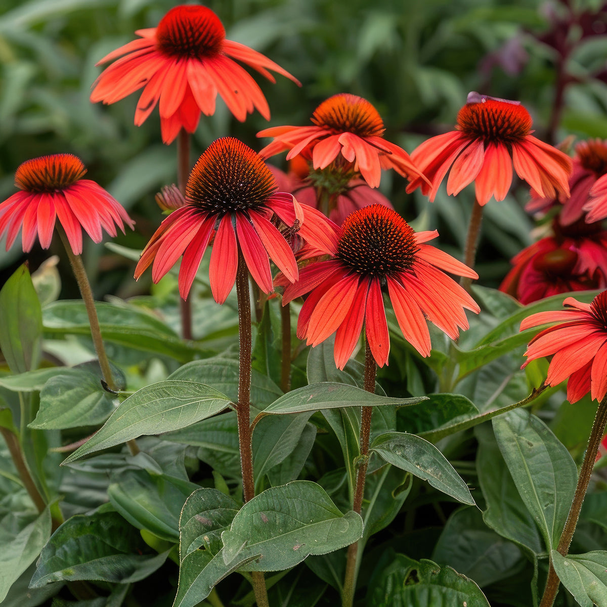 Rudbeckia pourpre Tomato Soup - Echinacea