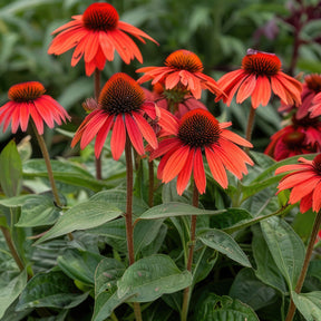 Rudbeckia pourpre Tomato Soup - Echinacea