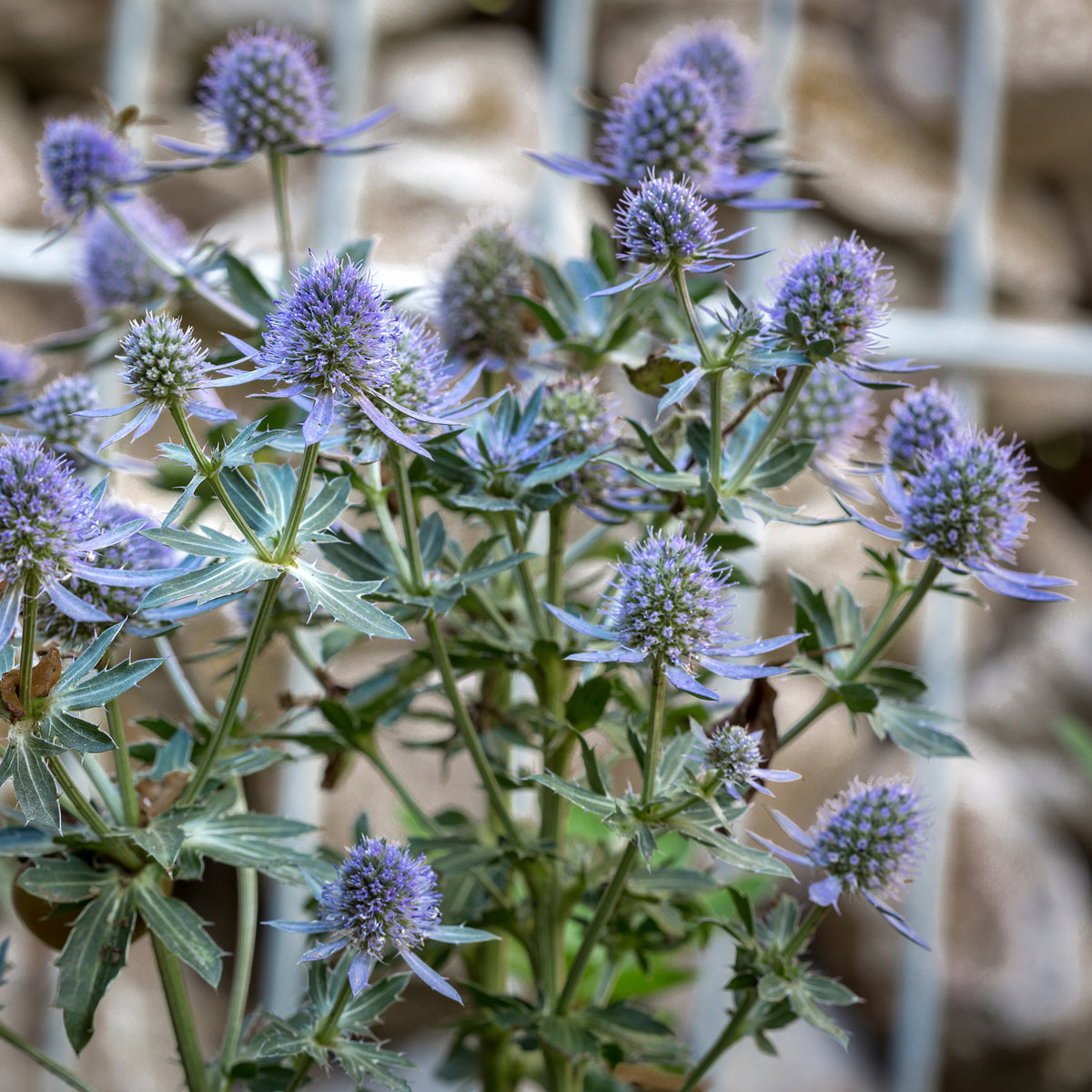 Panicaut à feuilles planes Blauer Zwerg