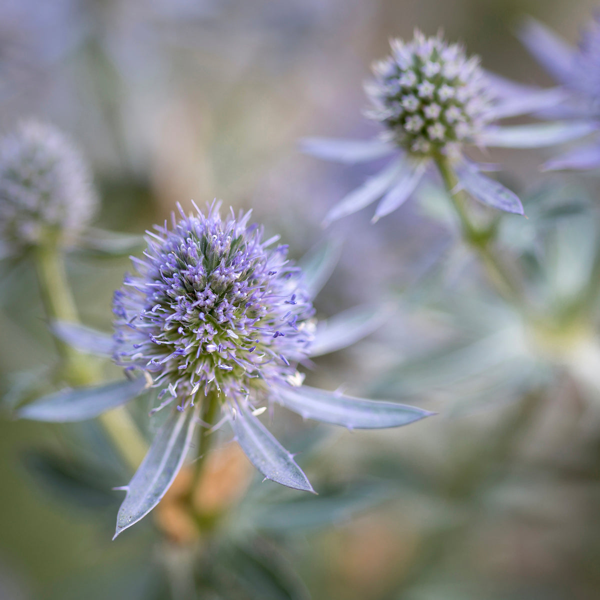 Panicaut à feuilles planes Blauer Zwerg