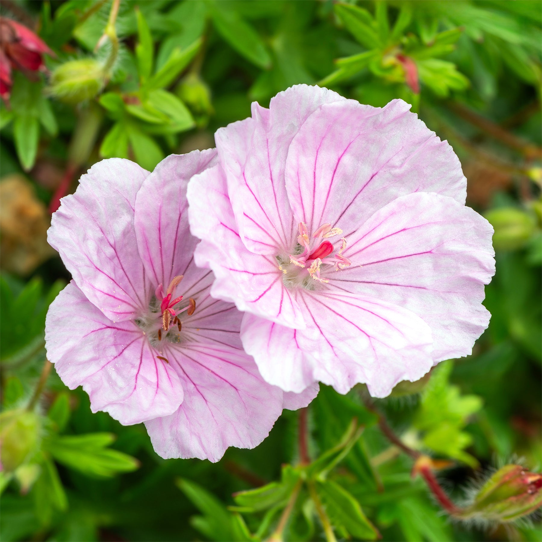 Géranium vivace sanguin  strié