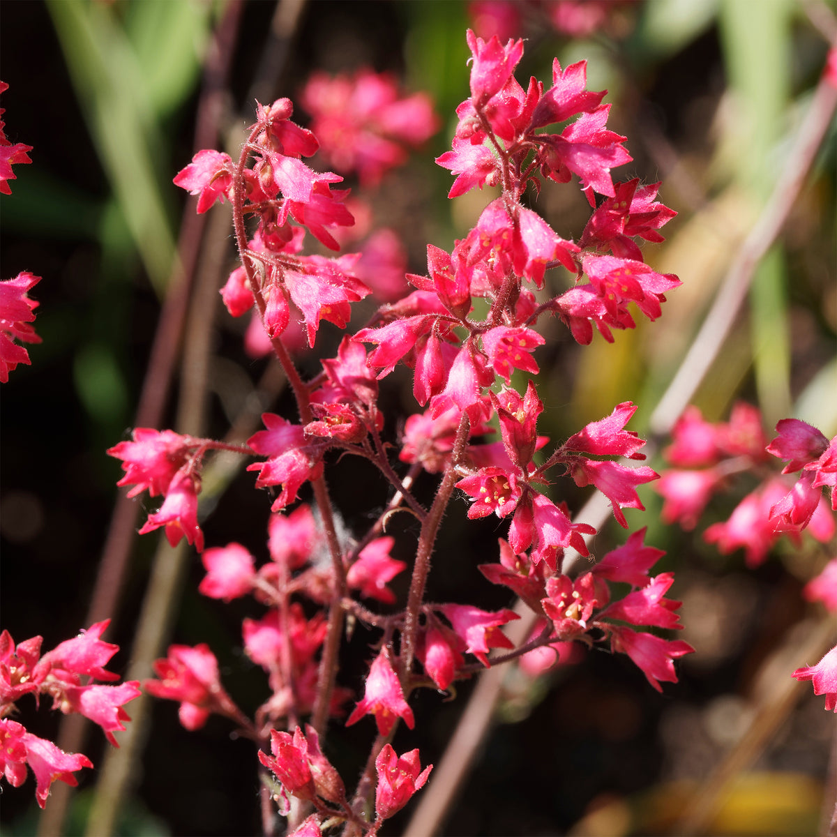 Heuchère Pluie de Feu - Heuchera pluie de feu - Willemse