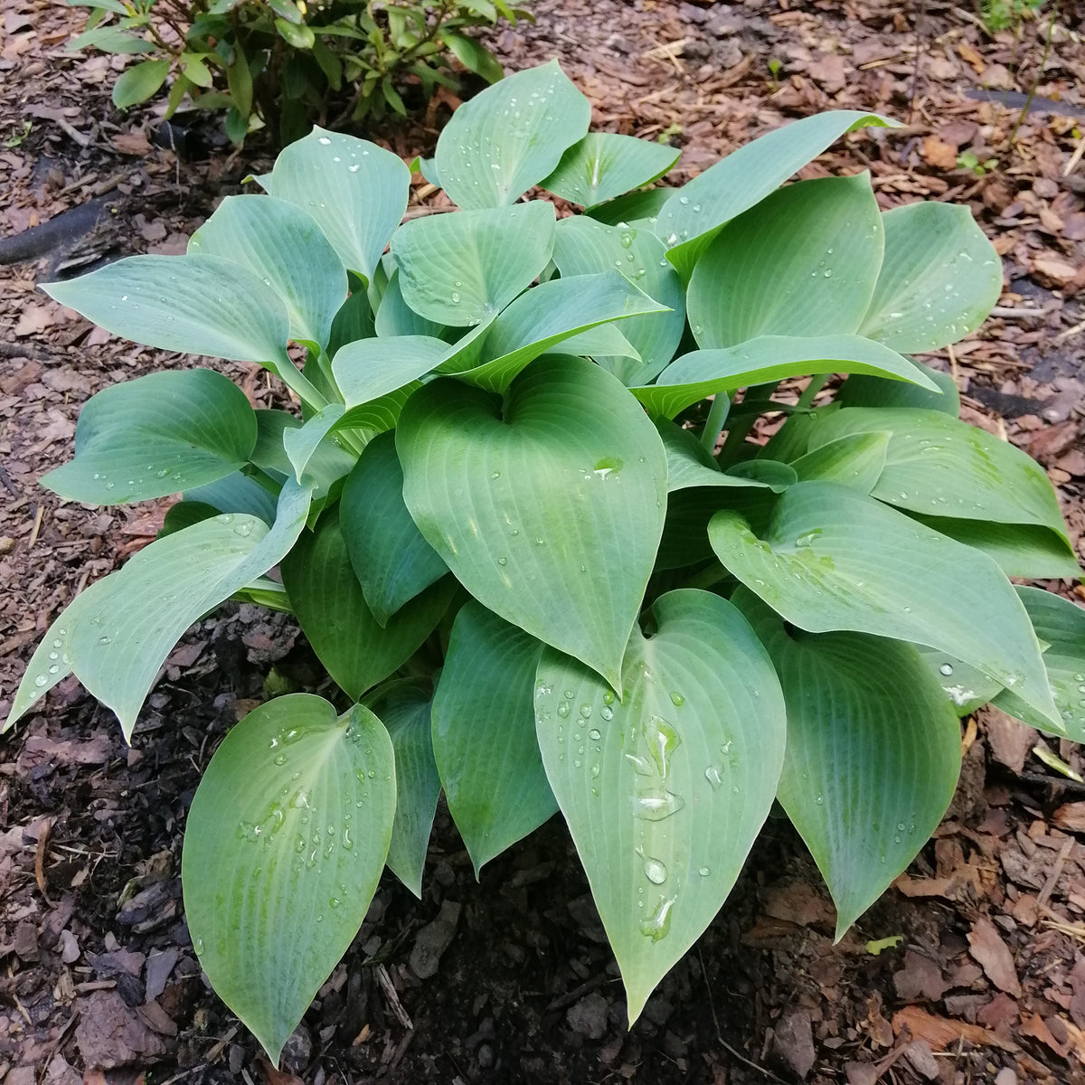 Hosta Canadian Blue - Willemse