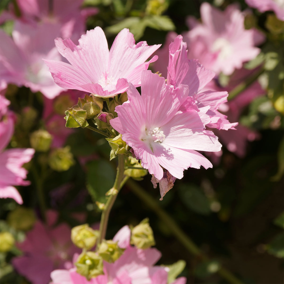 3 Mauves alcées Fastigiata - Willemse