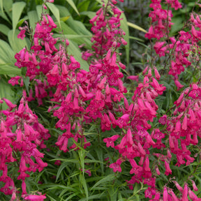 Galane Andenken an Friedrich Hahn - Penstemon