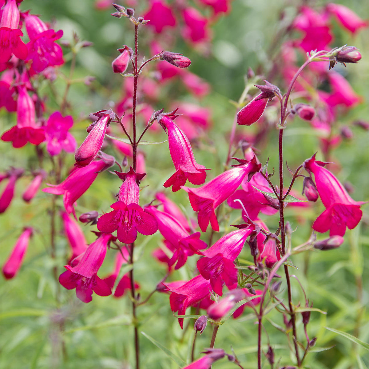 Galane Andenken an Friedrich Hahn - Penstemon