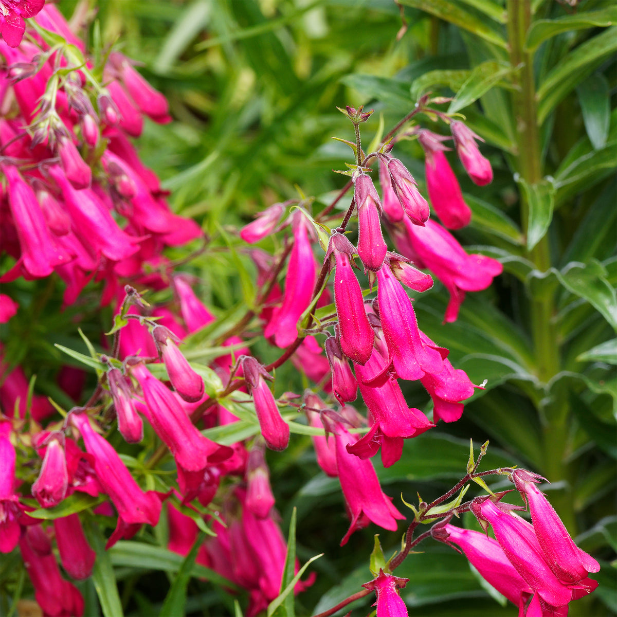 Galane Andenken an Friedrich Hahn - Penstemon