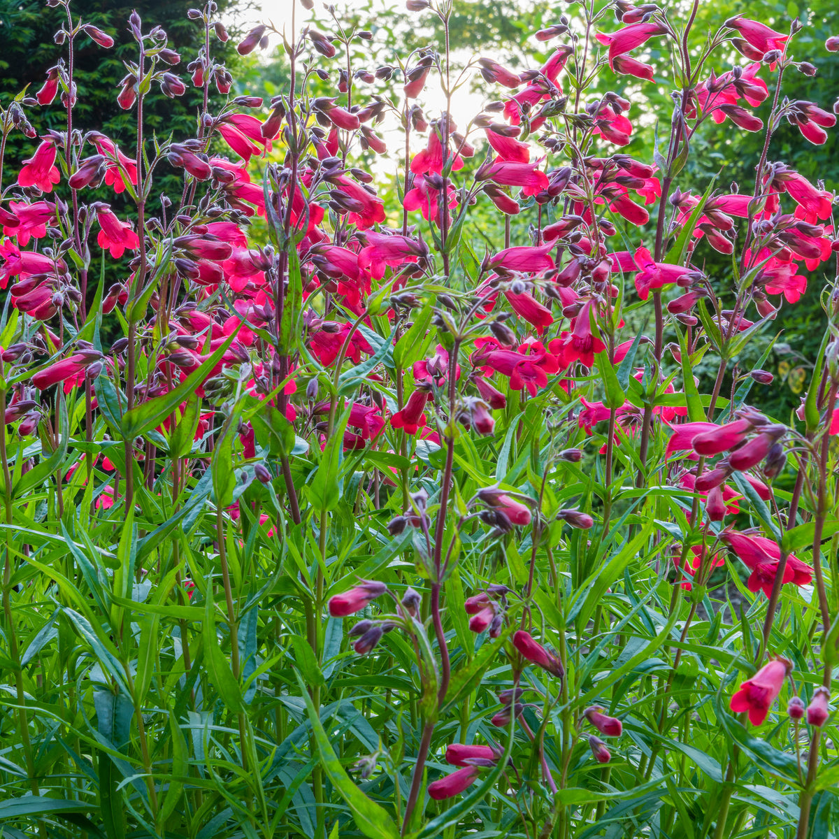 Galane Schoenholzeri - Penstemon - Willemse